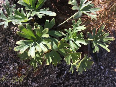 Delphinium parishii, photographed by W. Terry Hunefeld