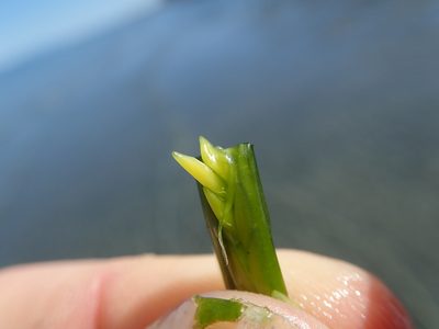 Zostera japonica, photographed by Randal