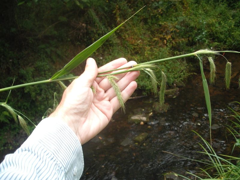 Cenchrus latifolius, photographed by Stephen Thorpe