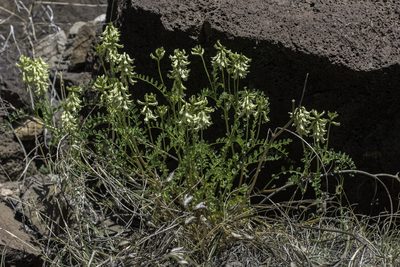 Astragalus praelongus, photographed by Craig Martin
