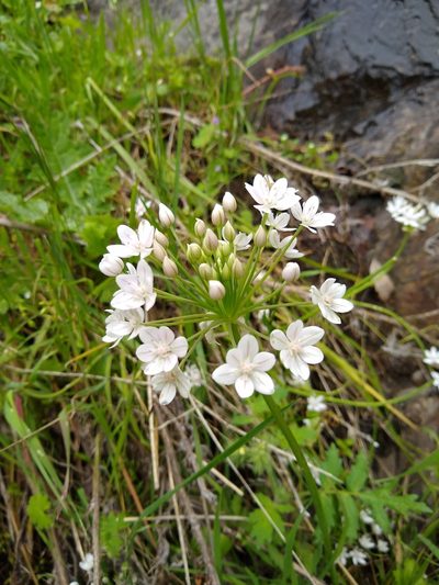 Allium hyalinum, photographed by Jonathan Vaughn