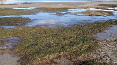 Zostera muelleri, photographed by titine