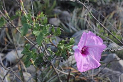 Ipomoea rupicola, photographed by Juan Cruzado Cortés