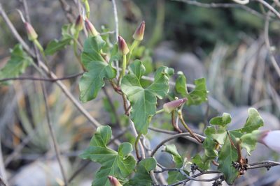 Ipomoea rupicola, photographed by Juan Cruzado Cortés