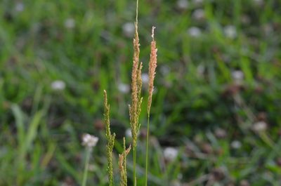 Sphenopholis obtusata, photographed by Jody Shugart