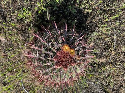 Ferocactus viridescens, photographed by Jim Riley