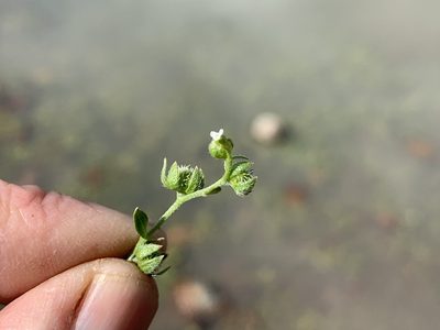 Plagiobothrys acanthocarpus, photographed by Jim Riley