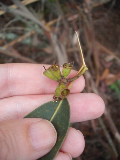 Eucalyptus saligna, photographed by Stephen Thorpe
