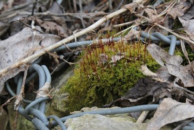 Campylium chrysophyllum, photographed by Quinten Wiegersma