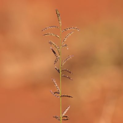 Eragrostis eriopoda, photographed by Kym Nicolson