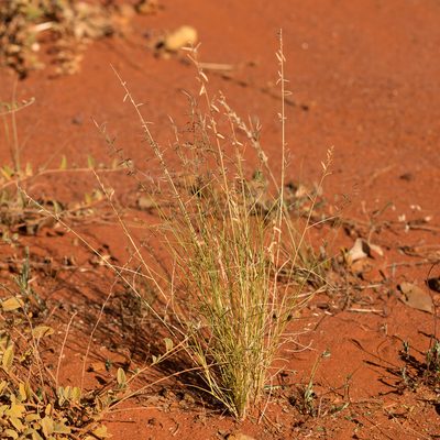 Eragrostis eriopoda, photographed by Kym Nicolson