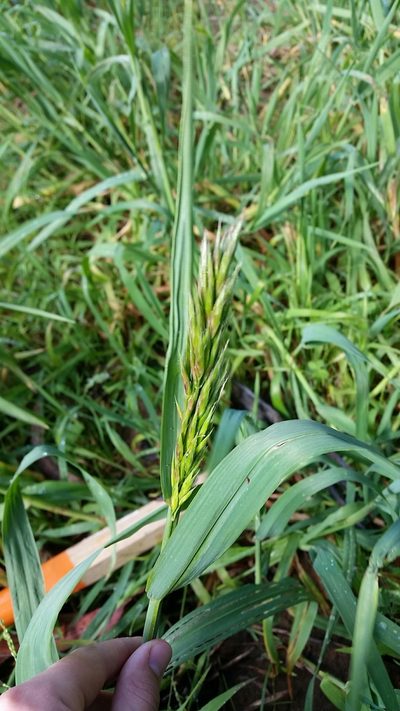 Bromus maritimus, photographed by slob973