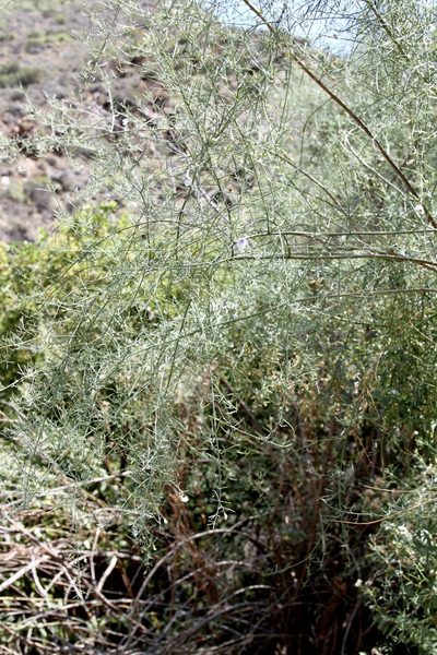Psoralea forbesiae, photographed by Dr. Alexey Yakovlev