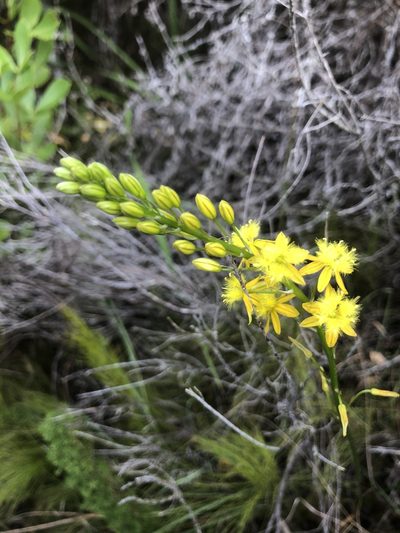 Bulbine cepacea, photographed by Sean Privett