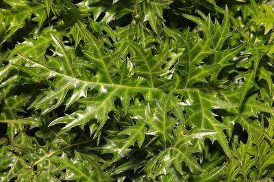 Acanthus spinosus, photographed by Stephen James McWilliam