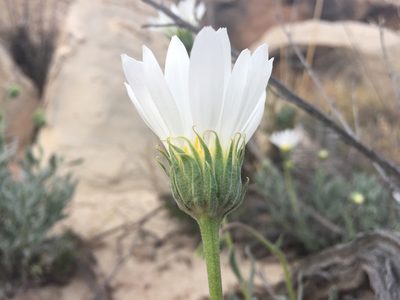Xylorhiza venusta, photographed by Robbie Hannawacker