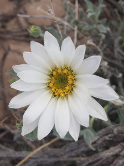 Xylorhiza venusta, photographed by Robbie Hannawacker