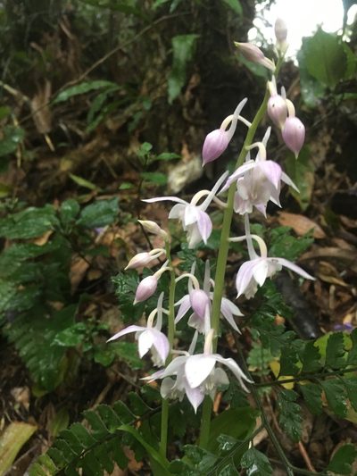 Calanthe aristulifera, photographed by 周榮茂