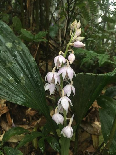 Calanthe aristulifera, photographed by 周榮茂