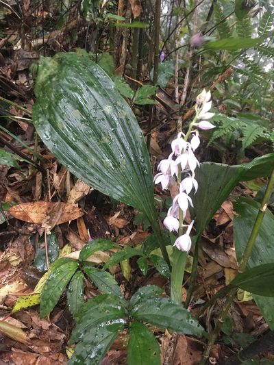 Calanthe aristulifera, photographed by 周榮茂