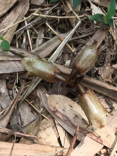 Gastrodia fontinalis, photographed by 周榮茂