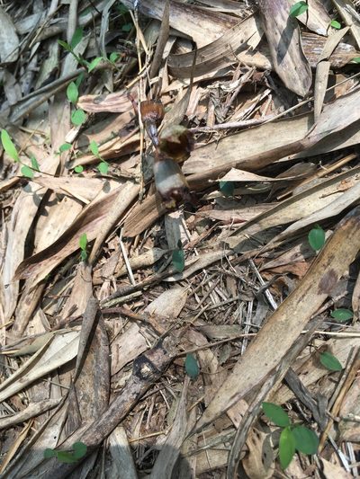 Gastrodia fontinalis, photographed by 周榮茂