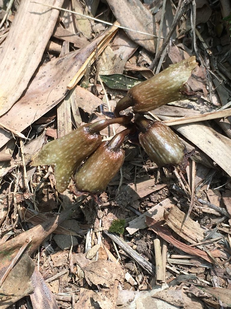 Gastrodia fontinalis, photographed by 周榮茂