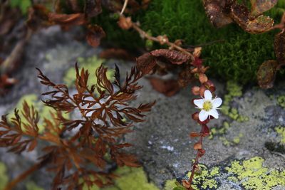 Arenaria biflora, photographed by Harrison J Elkins