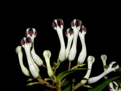 Ceropegia lawii, photographed by S.MORE