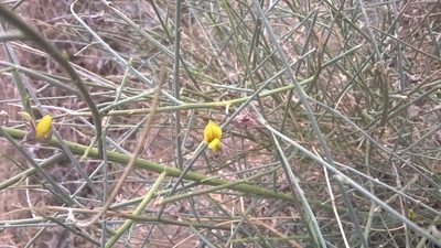 Crotalaria burhia, photographed by S.MORE