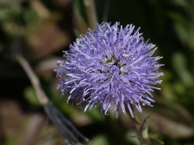Globularia vulgaris, photographed by Yves Bas