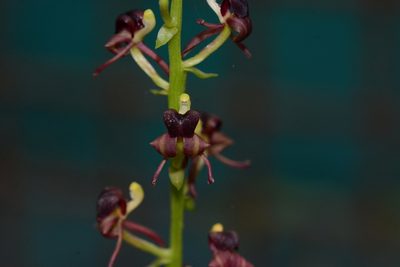 Liparis odorata, photographed by S.MORE