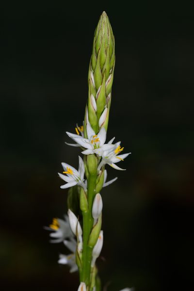 Chlorophytum gothanense, photographed by S.MORE