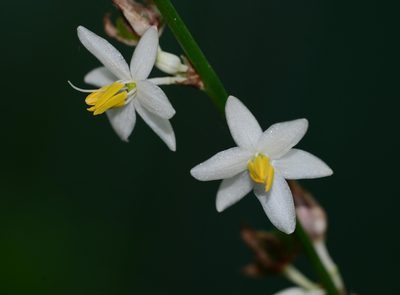 Chlorophytum gothanense, photographed by S.MORE