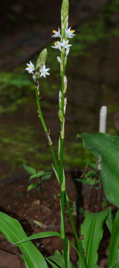 Chlorophytum gothanense, photographed by S.MORE