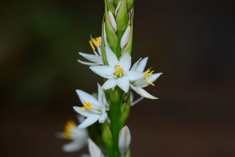 Chlorophytum gothanense, photographed by S.MORE