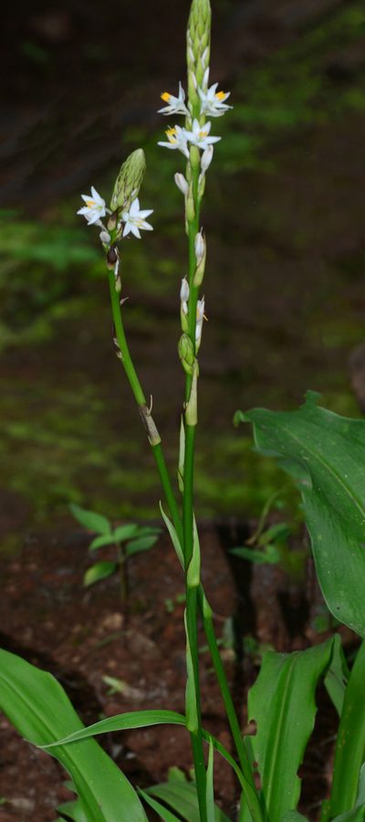 Chlorophytum gothanense, photographed by S.MORE