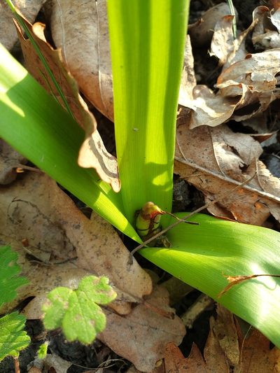 Colchicum umbrosum, photographed by Алена Ручка