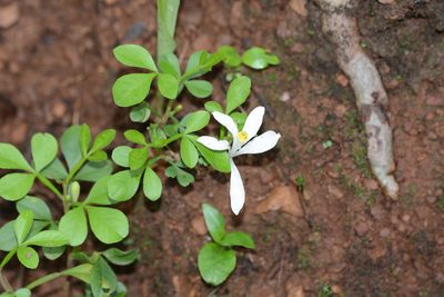 Naregamia alata, photographed by S.MORE