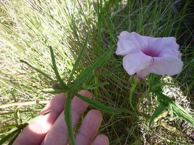 Ipomoea platensis, photographed by demianlescano