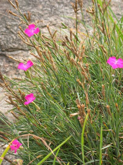 Dianthus caryophyllus, photographed by Yves Bas