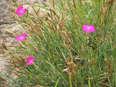 Dianthus caryophyllus, photographed by Yves Bas