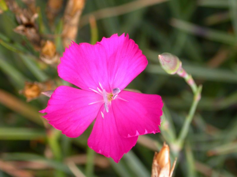 Dianthus caryophyllus, photographed by Yves Bas