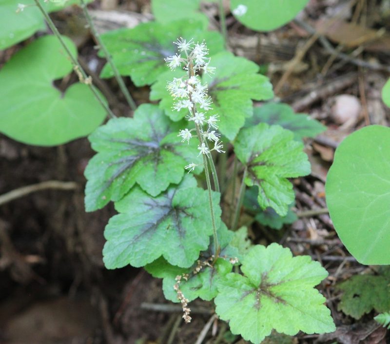 Tiarella cordifolia, photographed by Ashwin Srinivasan