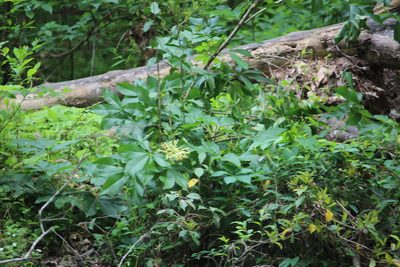 Aesculus sylvatica, photographed by Ashwin Srinivasan