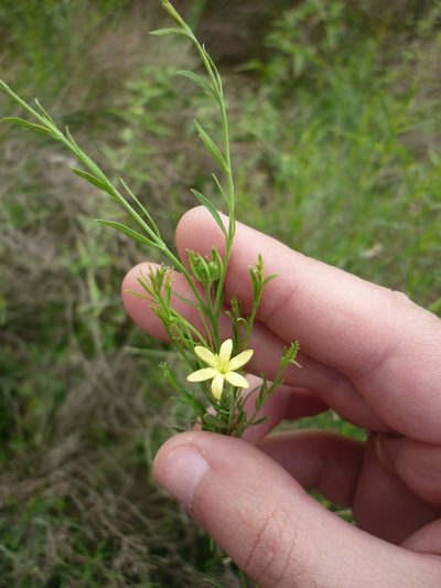 Menodora integrifolia, photographed by demianlescano