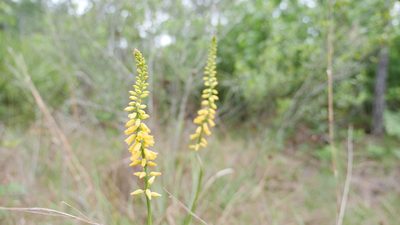 Aletris lutea, photographed by Valerie Anderson