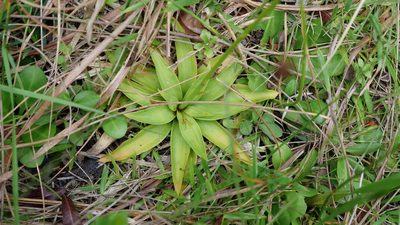 Aletris lutea, photographed by Valerie Anderson