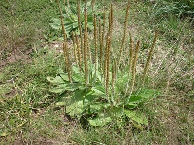 Plantago tomentosa, photographed by demianlescano