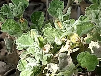 Billieturnera helleri, photographed by Juan Cruzado Cortés